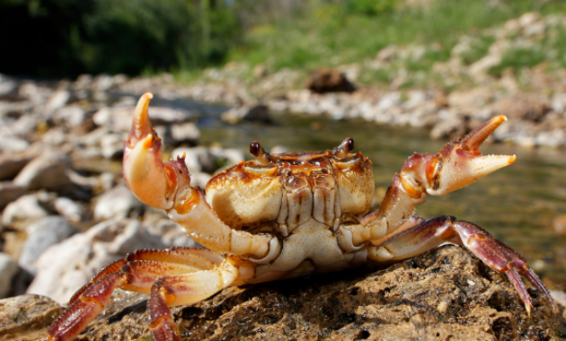 Kode Alam Yuyu kepiting