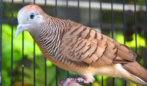 Arti Mimpi Burung Perkutut Peliharaan Mati