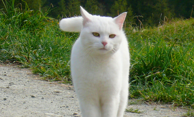 Tafsir Umum Mimpi Kucing Putih